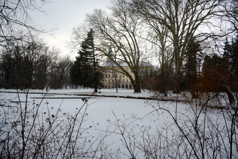 a snowy day shows trees and shrubs in the foreground