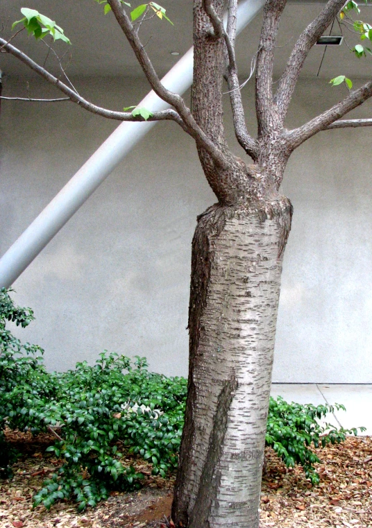 a tree in front of a building has its trunk bent