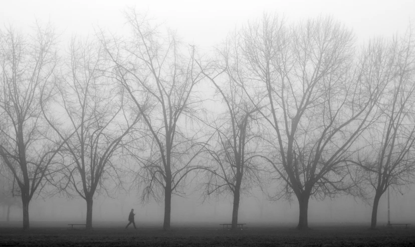 a person walking a dog near the trees