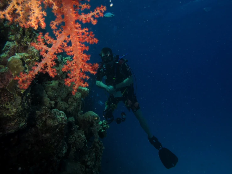 a scuba in the middle of an aquarium