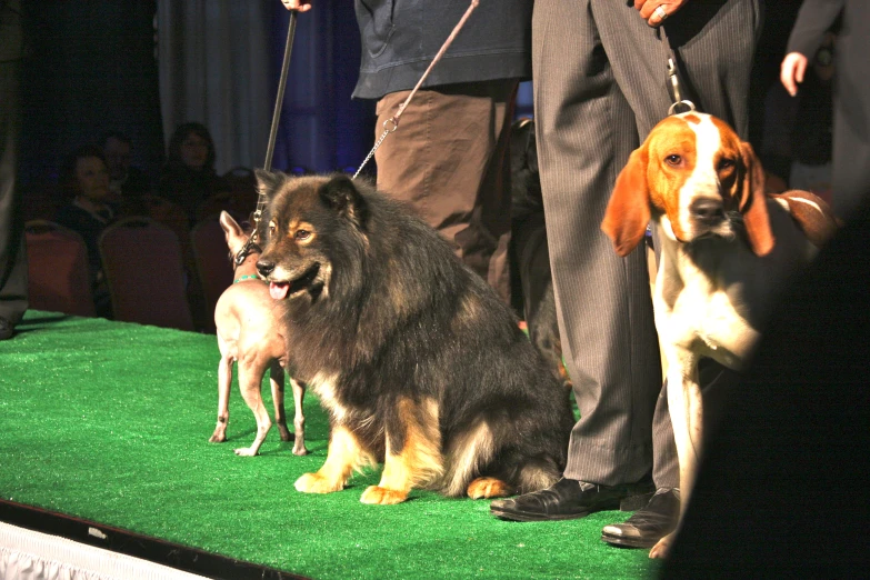 two dogs sitting on a green platform with a person