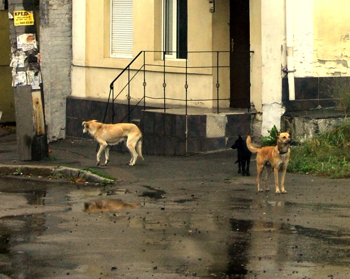 two brown dogs standing next to each other on a wet street