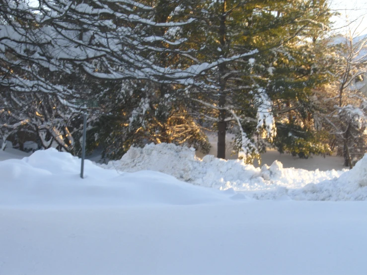 the trees are snow covered in bright white light