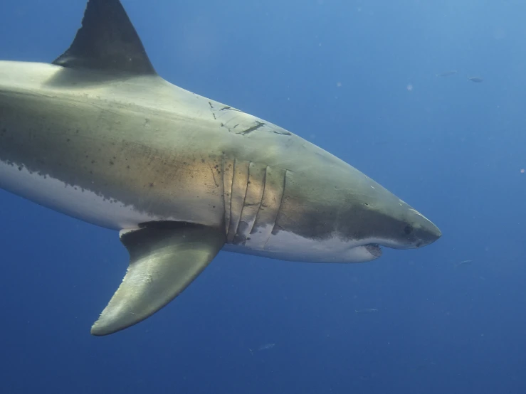 a picture of a shark in the ocean