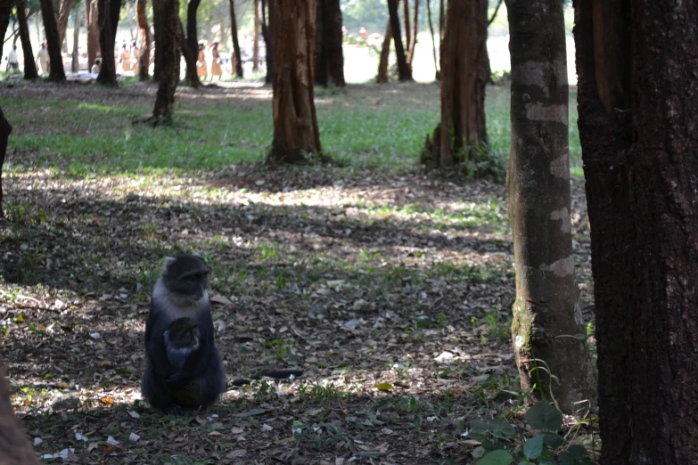 a monkey is sitting in the forest by himself