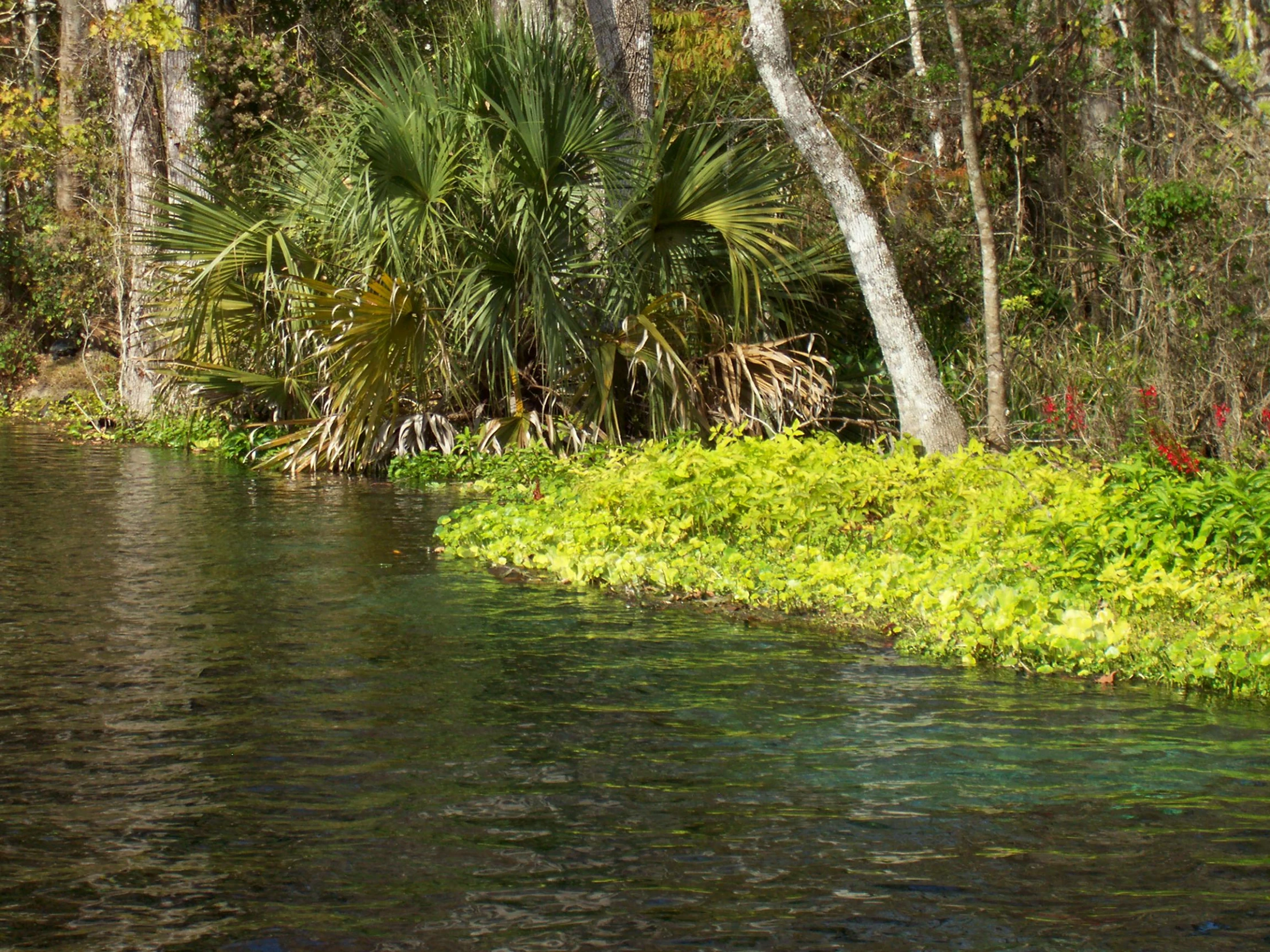 trees are in the background beside a body of water