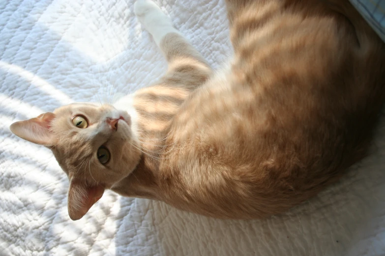 there is an orange cat laying on a bed