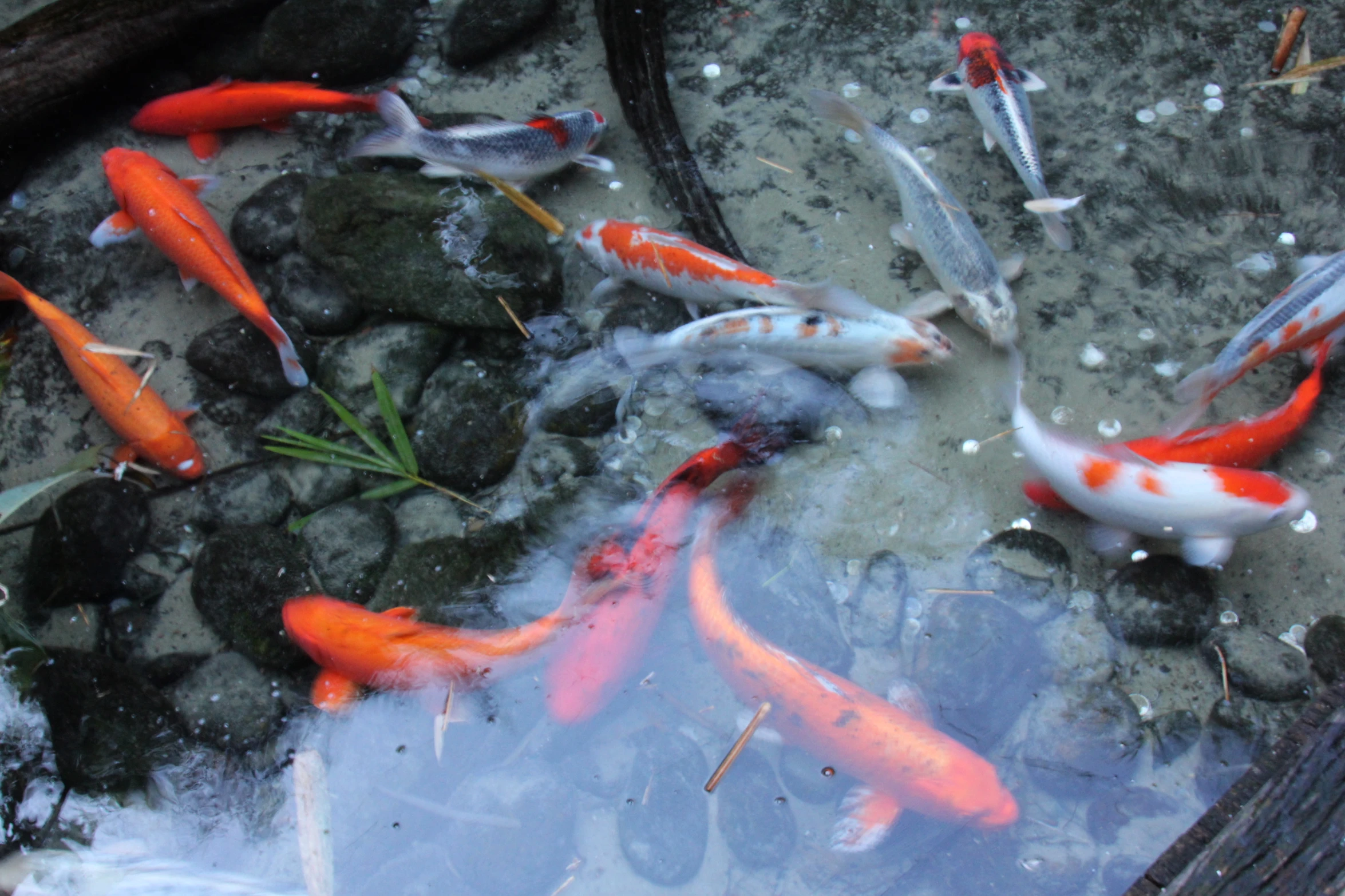 many fish are in the water near a pond