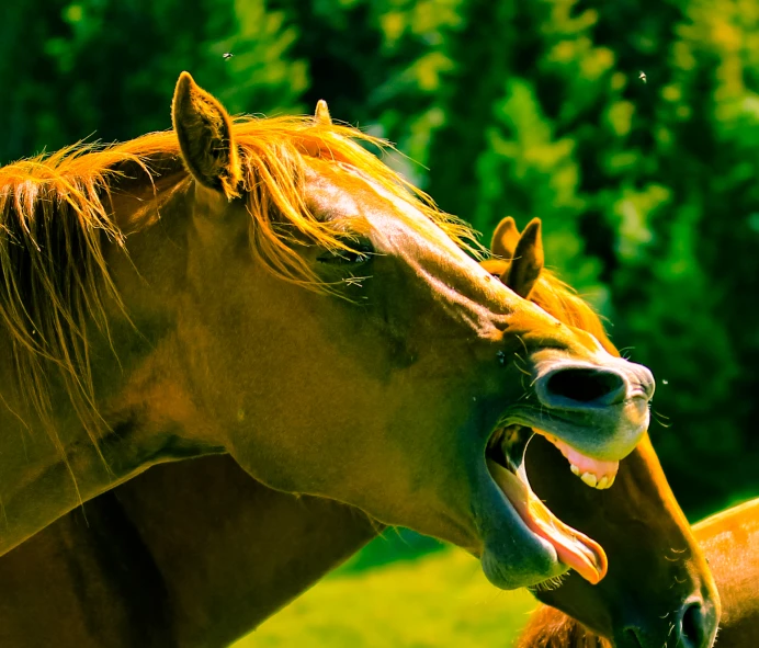 two horses standing next to each other with their mouth open