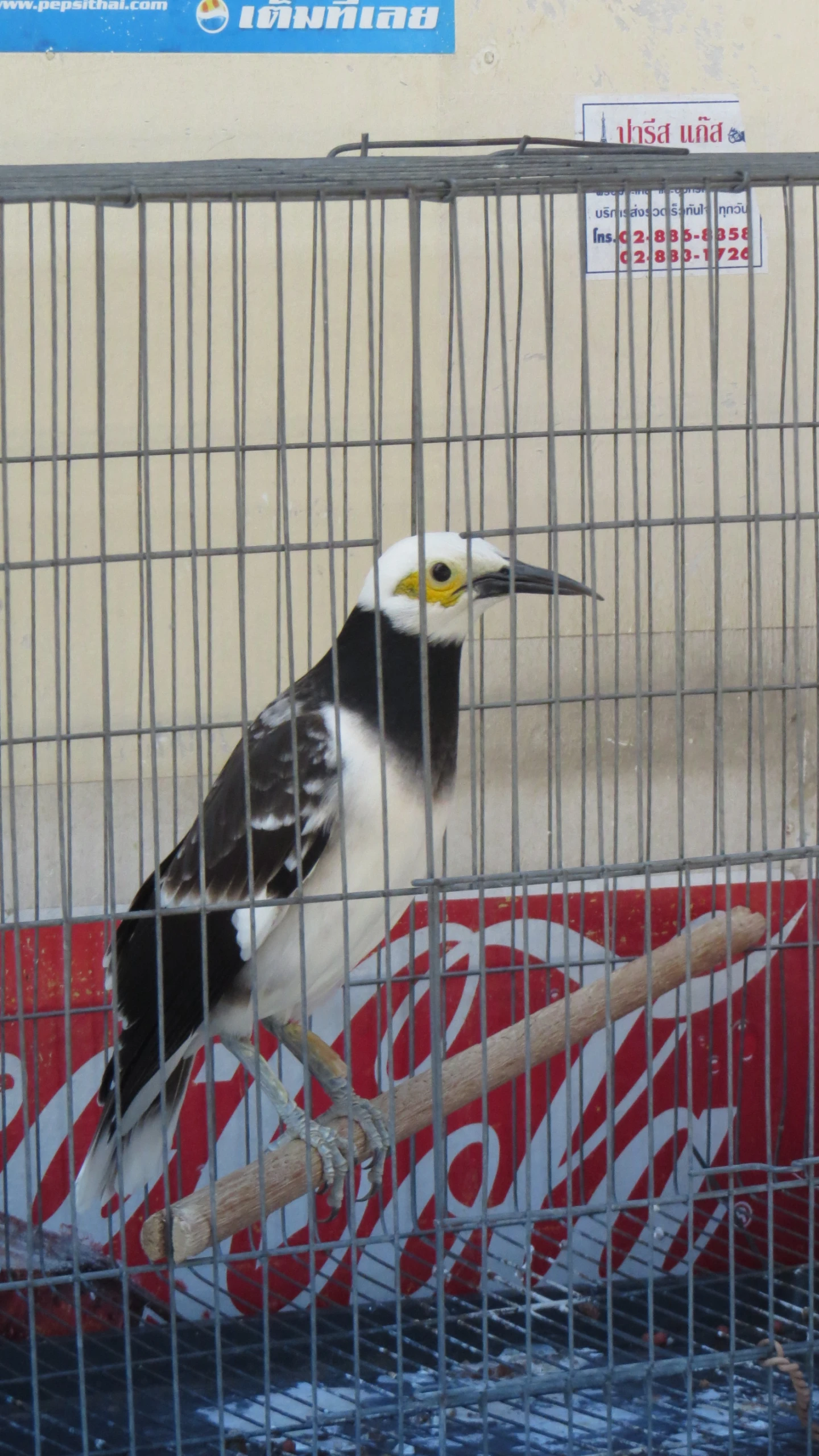 a bird is sitting on a stick in the cage