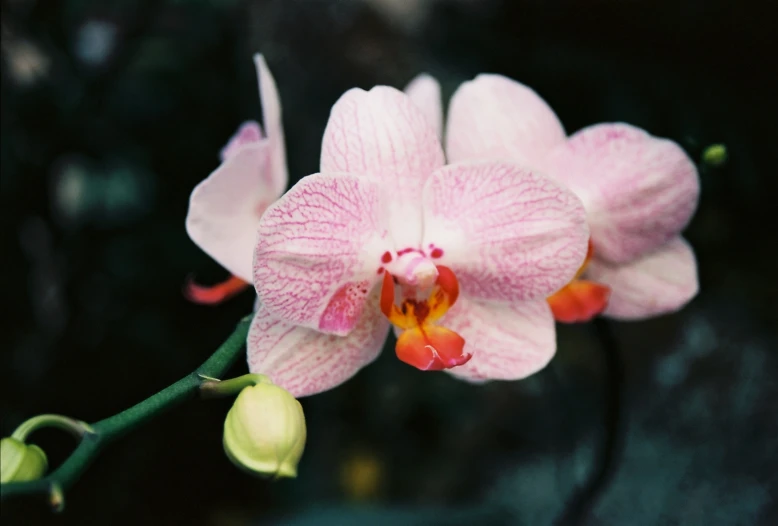 this beautiful flower is pink and is blooming