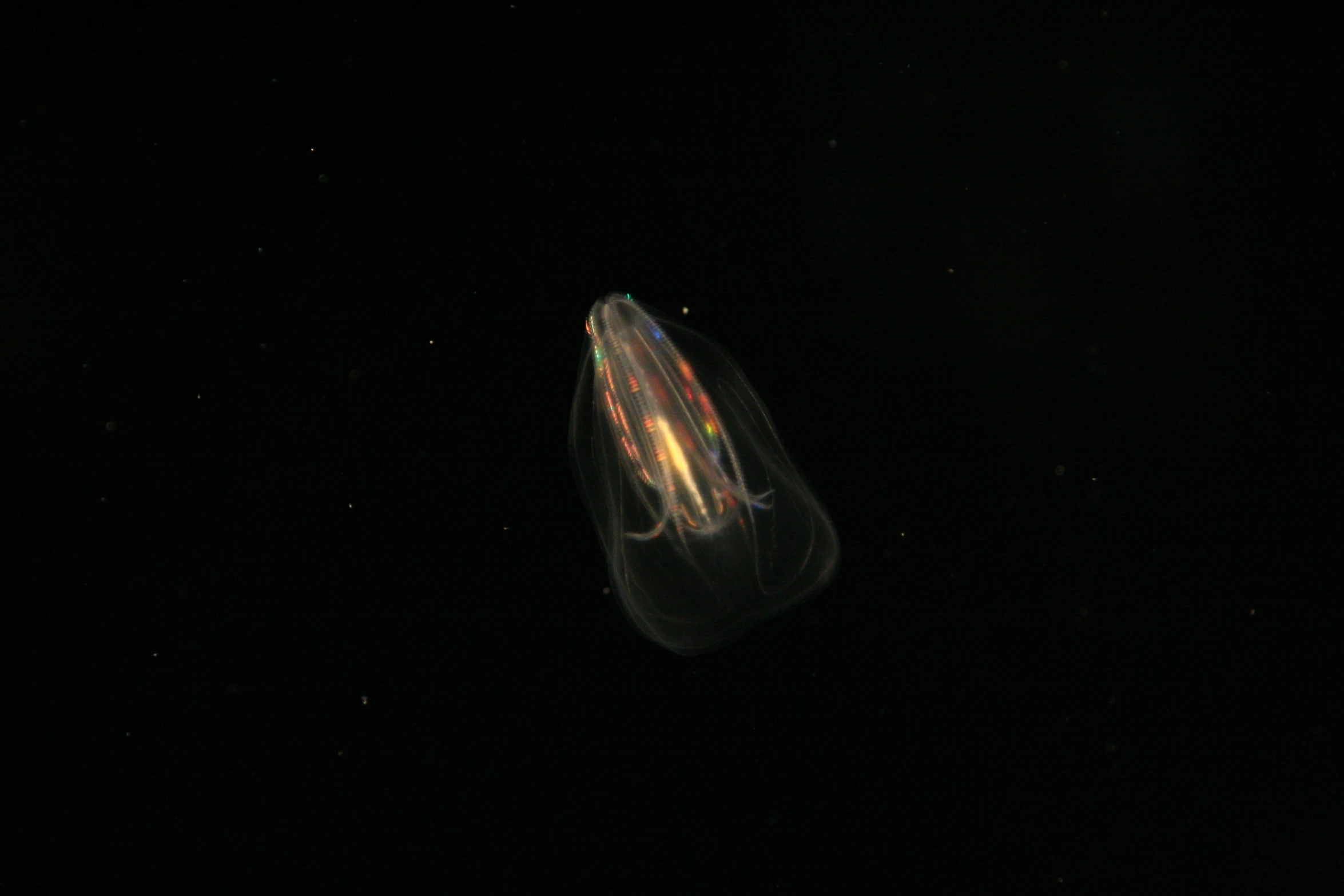 a jellyfish under a dark sky with bubbles
