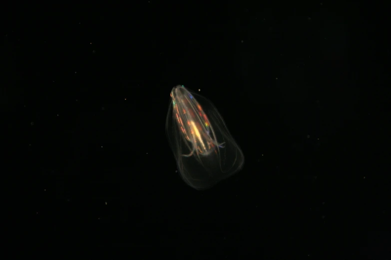 a jellyfish under a dark sky with bubbles