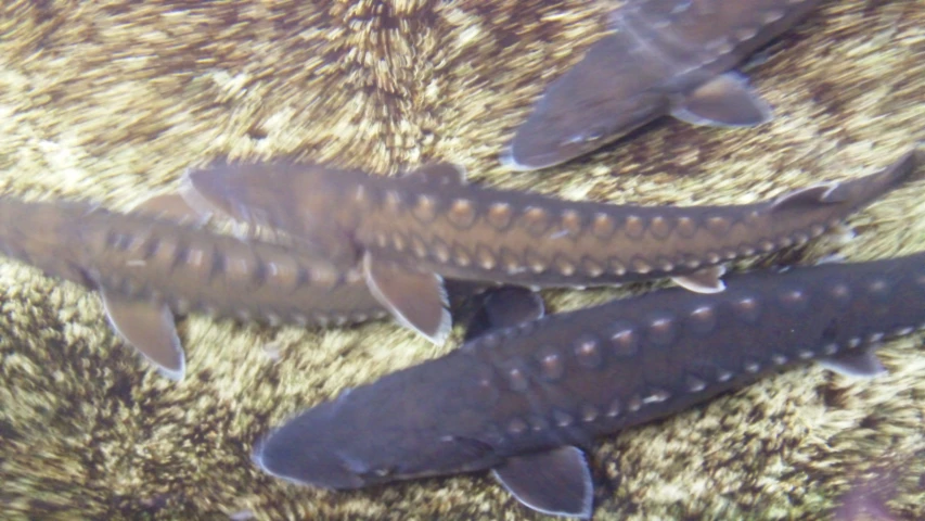 three fish swim side by side on a surface