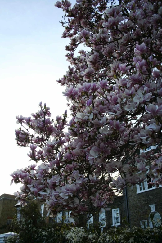 some very pretty purple flowers in the trees