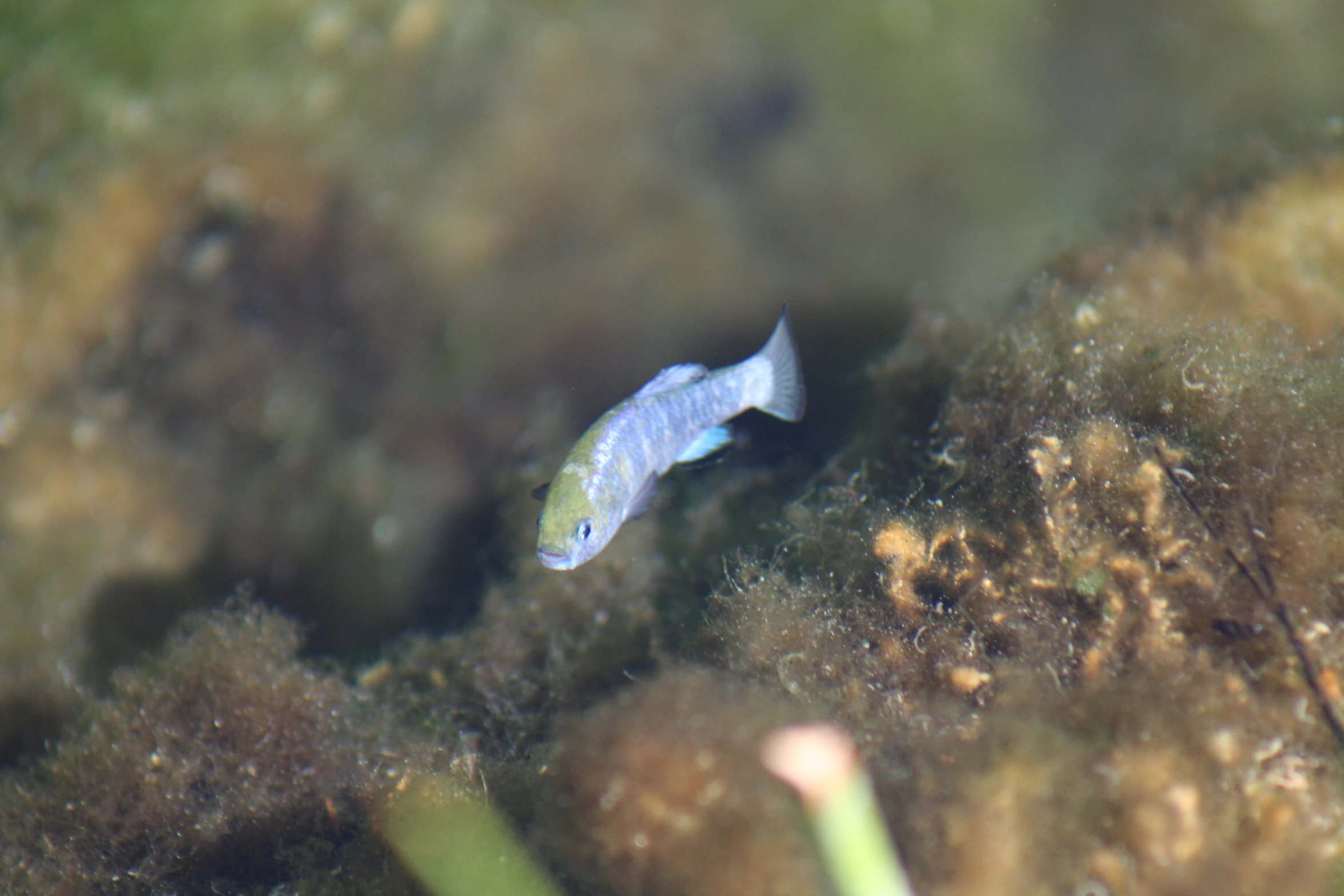 a blue and white fish in some water