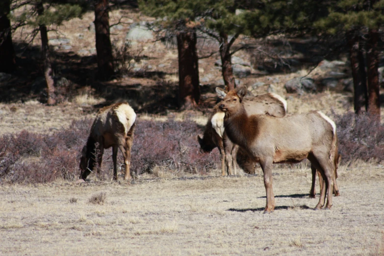 an animal standing on top of a field with trees in the background