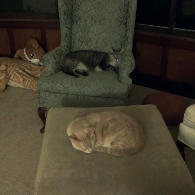 two cats sleeping in chairs in an area with others