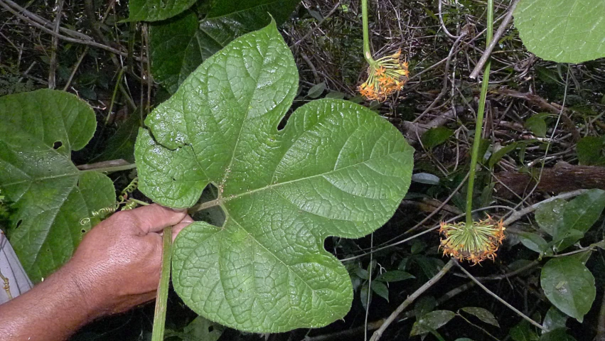 a person reaching for a big leaf that has just opened