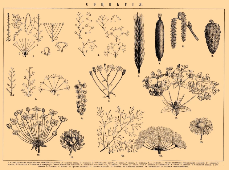 some types of plant life in a drawing