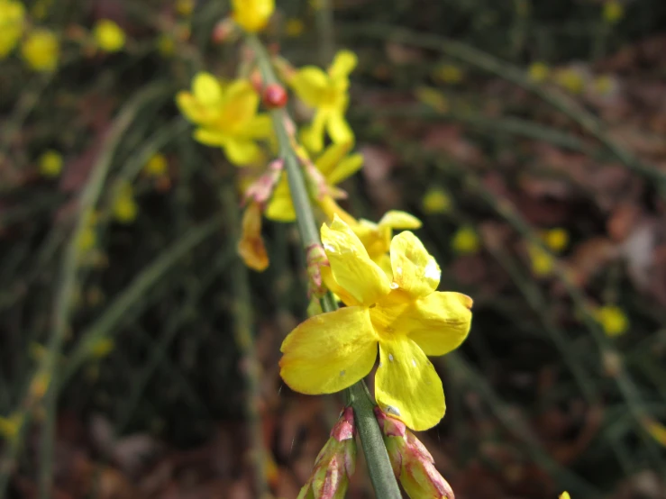 a small yellow flower is in the foreground, and dark green leaves in the background