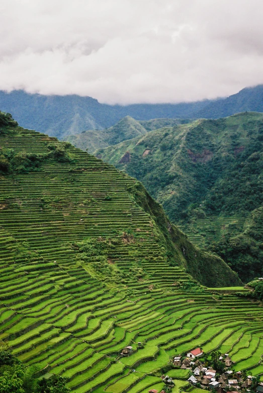 rice terraces in an area of a mountain