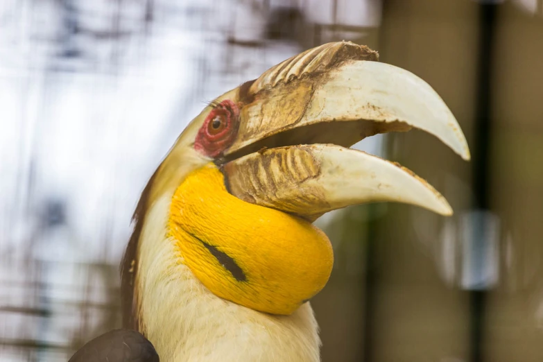 a close up view of a bird with a large beak