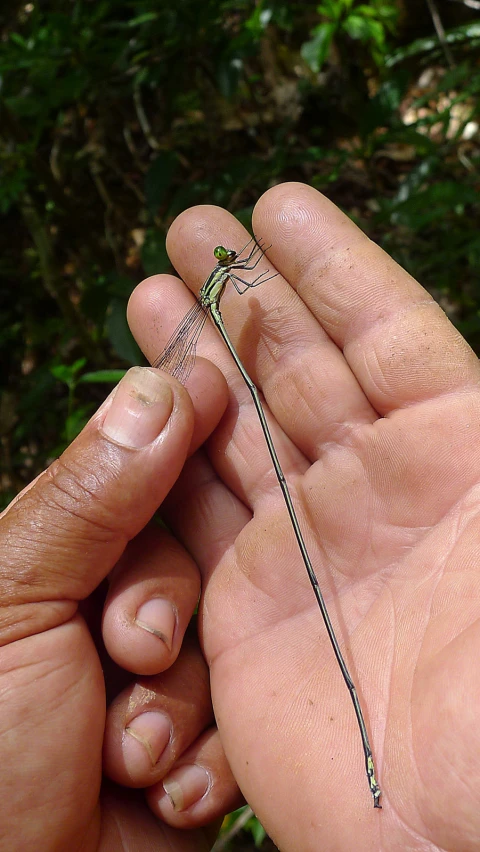 a person's hand is holding a tiny, green lizard