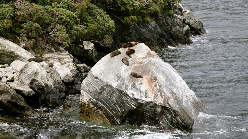 some brown bears are resting on rocks in the water