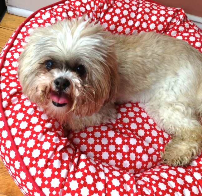 there is a white dog lying on the red doggie bed