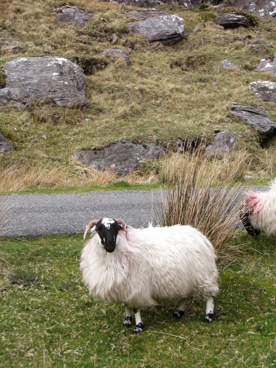 two white sheep standing next to each other on grass