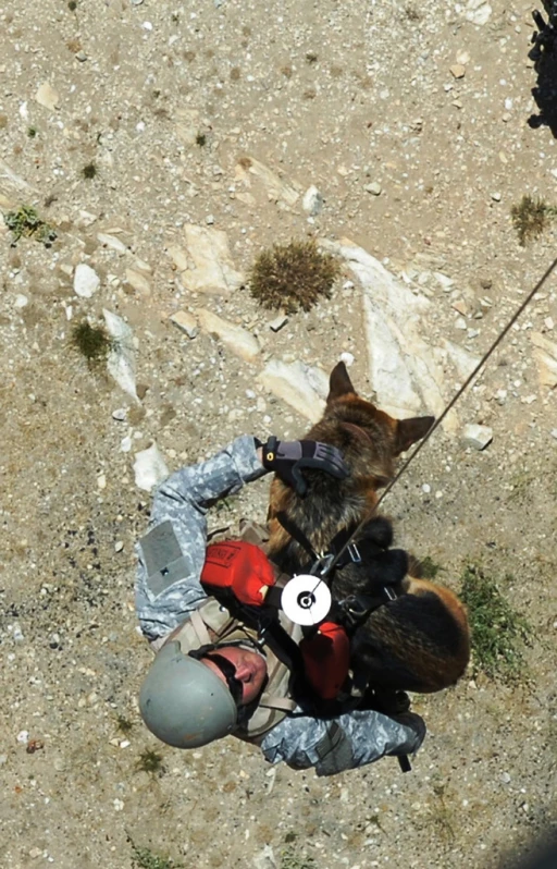 a person wearing an army uniform and dog in a field