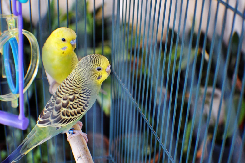 two yellow birds sitting on top of a cage next to each other
