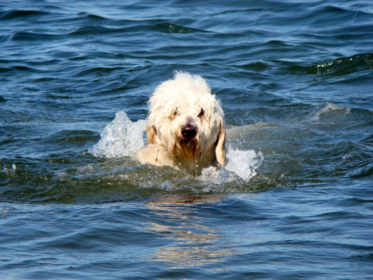 a dog swimming in the water looking for food