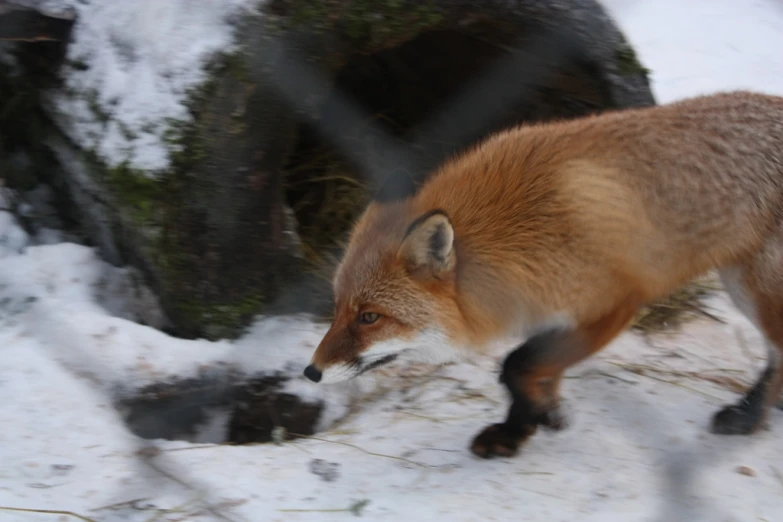 a red fox walking down a snow covered ground