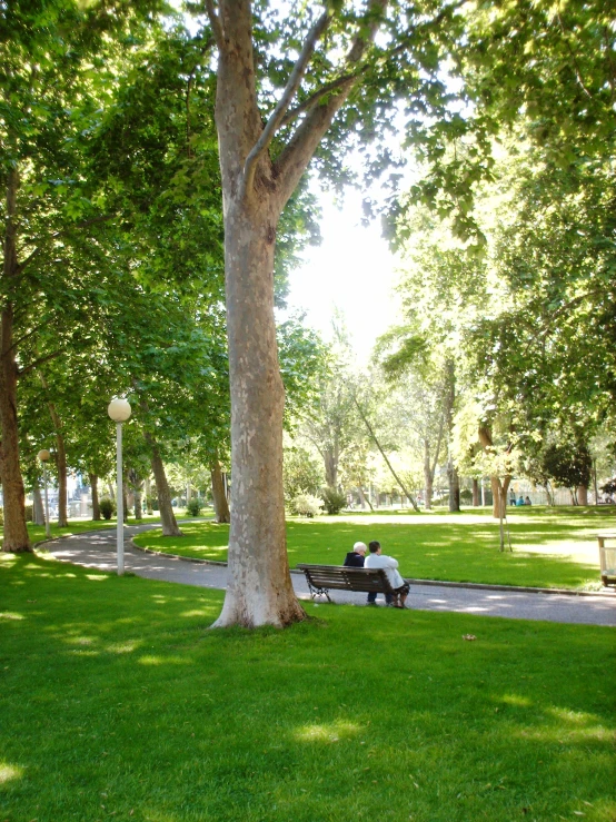 two people sit on a bench under a large tree