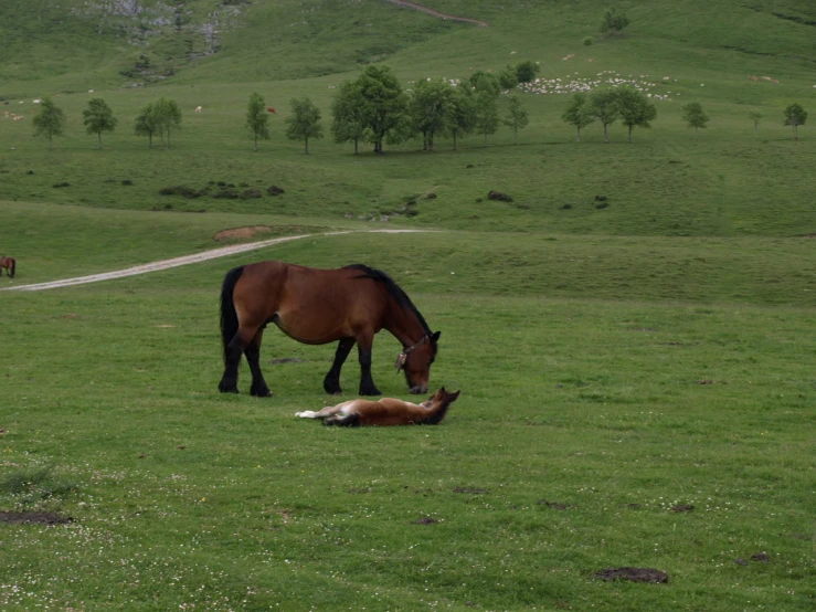 two horses that are standing in the grass