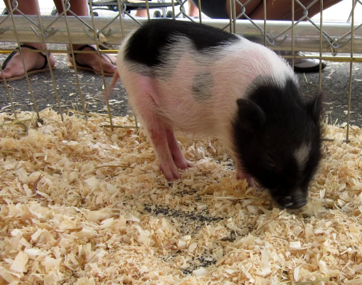 a small pig standing on some wood shaving