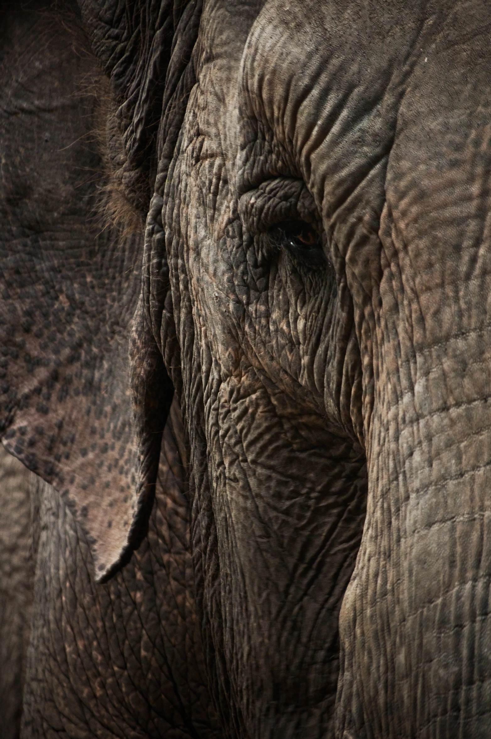 a close up view of the front end of an elephant's eye