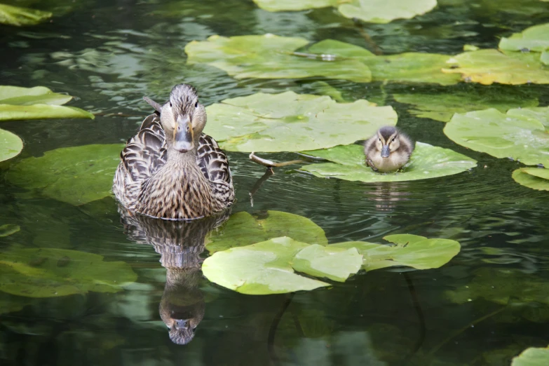 a couple of ducks are in the water