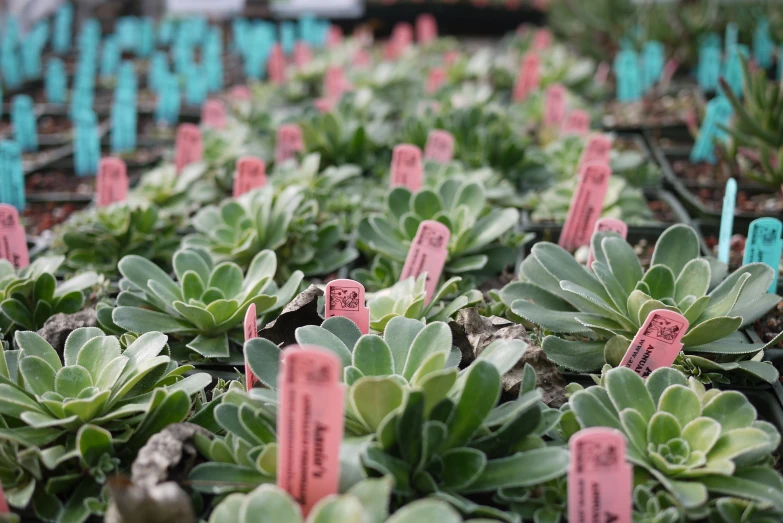 small green plants with tags on them in a garden setting