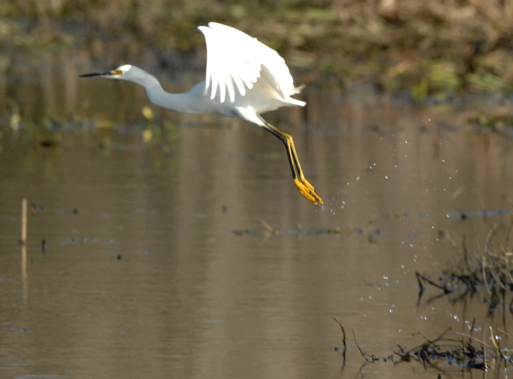 a white bird with a long neck standing in water