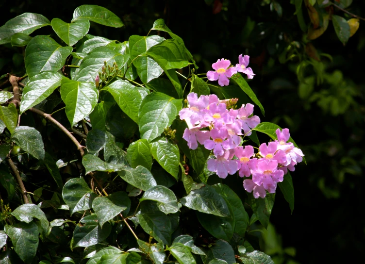 several pink flowers with green leaves surround them