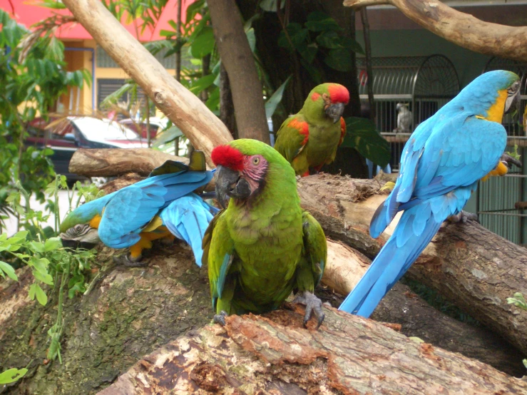 several blue, green and red macaws sitting on some nches