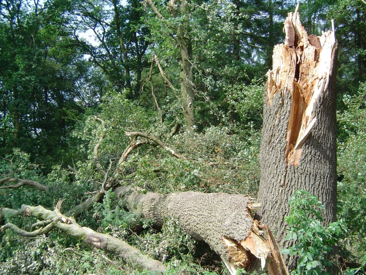 an uprooted tree limb laying on the ground