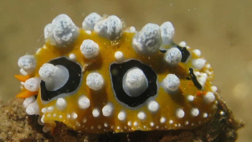 a yellow sea weed is on the ground