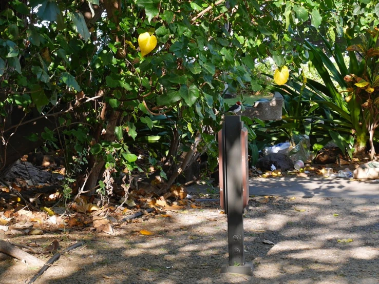 the back of a bench in the park, surrounded by trees