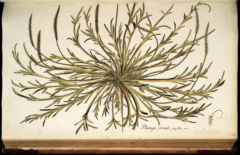 a drawing of a sea weed on a brown background