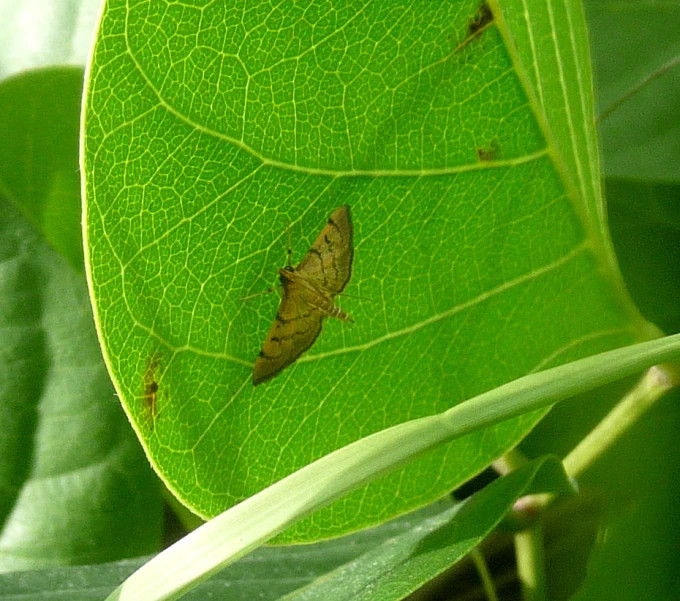 a leaf has an insect resting on it