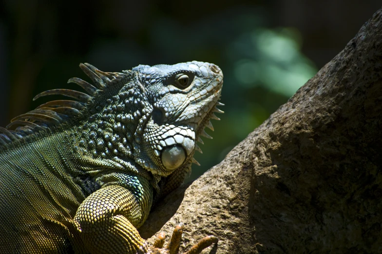 the green lizard is climbing up on the tree